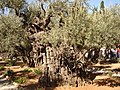 Давні оливкові дерева Гетсиманського саду, 2007