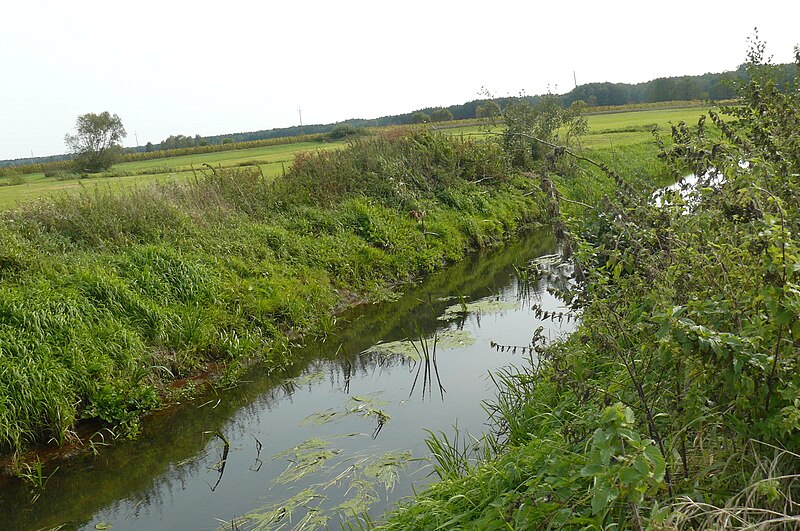 File:Olszynka czempinska river valley (Druzyna) (3).JPG