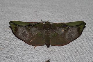 <i>Omiza</i> Genus of moths