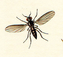 Opetiidae