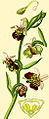 Ophrys holoserica (as syn. Ophrys fuciflora) plate 148 B in: Otto Wilhelm Thomé: Flora von Deutschland, Österreich u.d. Schweiz (Orchidaceae), Gera (1885) detail B