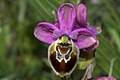 Ophrys × methonensis flower Greece - Peloponnese Ambelokopi