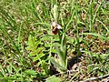 Ophrys holosericea Germany - Mosbach