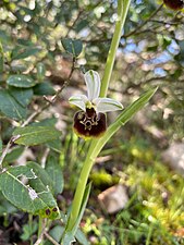 Orchidea selvatica