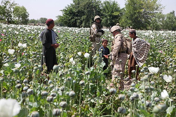 Governments of opium-producing Parties are required to "purchase and take physical possession of such crops as soon as possible" after harvest to prev