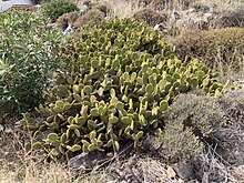 Opuntia microdasys specimen naturalized in Kythira. OpuntiaMicrodasys1.jpg