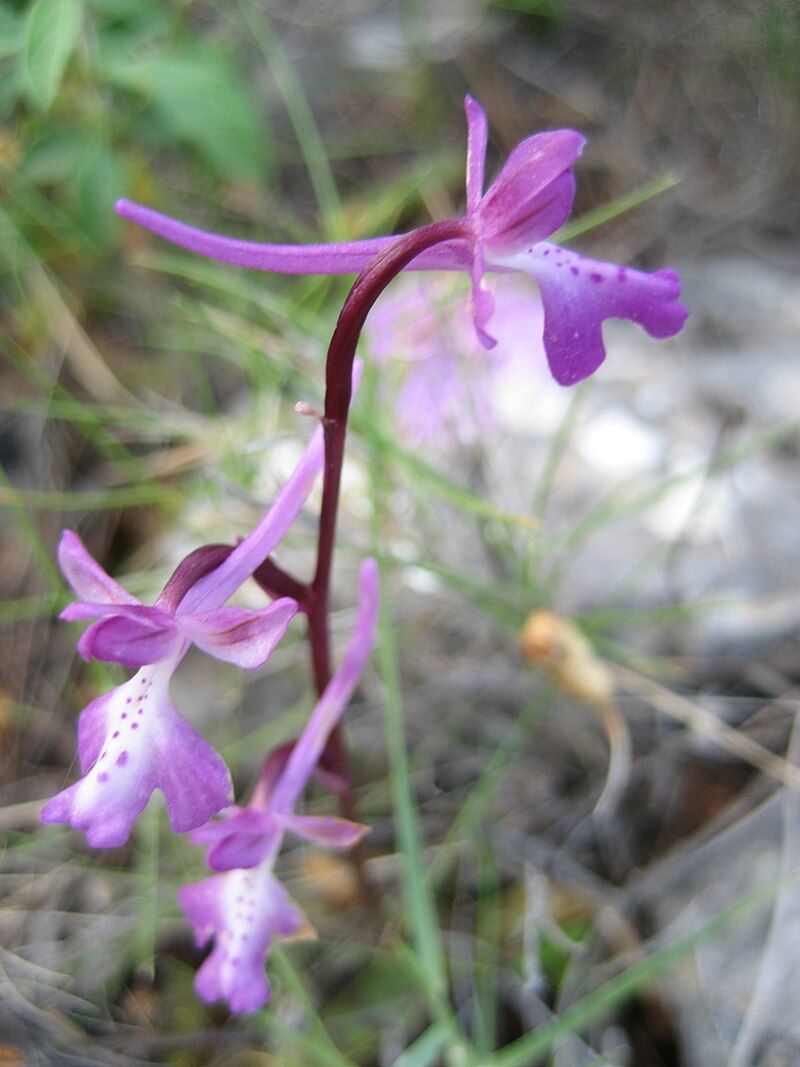 HOA GIEO TỨ TUYỆT - Page 20 800px-Orchis_anatolica_3-_Chios%2C_Greece._Near_Avgonima_-_April_29%2C_2008