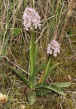 Vignette pour Orchis conique