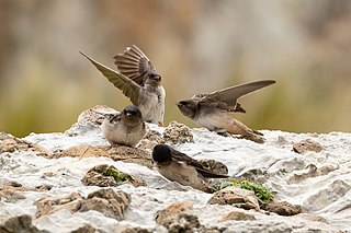 Andean swallow