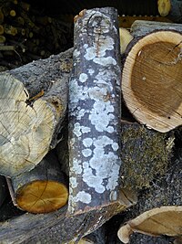 The wood of Ostrya carpinifolia Ostrya carpinifolia legno.jpg