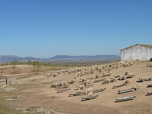 Ovejas en el término municipal de Garrovillas, con Cañaveral y Casas de Millán al fondo