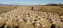 Moutons en Patagonie, Argentine.