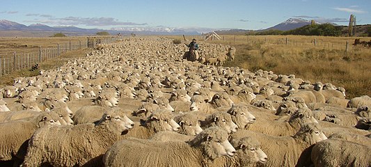 'n Kudde skape in Argentinië