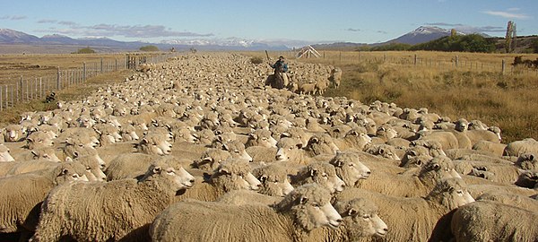 Sheep in Patagonia, Argentina