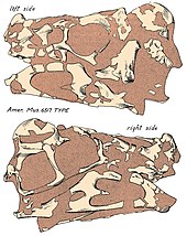 Drawing of the skull of Oviraptor, type specimen AMNH 6517 Oviraptor skull.jpg