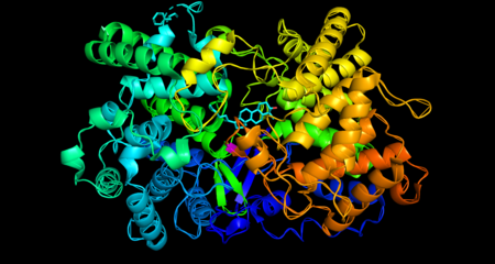 The crystal structure of oxidosqualene cyclase shown is colored by secondary structure, with its product, Lanosterol (turquoise) in the enzyme's central active site. The product's characteristic four rings are visible, as is the hydroxyl group on the end of the molecule, which is shown in red. Oxidosqualene cyclase.png