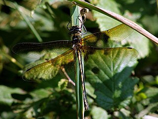 <span class="mw-page-title-main">Orange-spotted emerald</span> Species of dragonfly