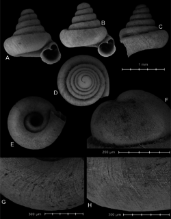 <i>Hypselostoma lacrima</i> Species of gastropod