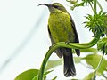 Grünrückennektarvogel Tansania, Arusha-Nationalpark 2014