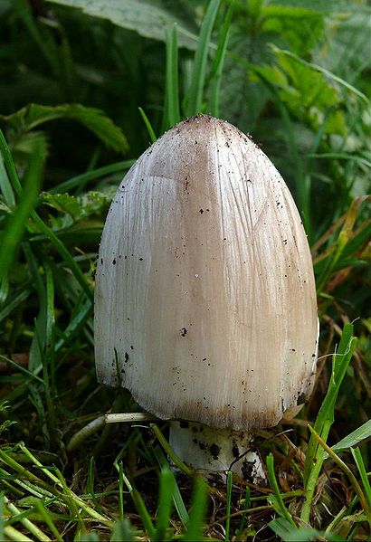 File:P1050654 Coprinus atramentarius.JPG