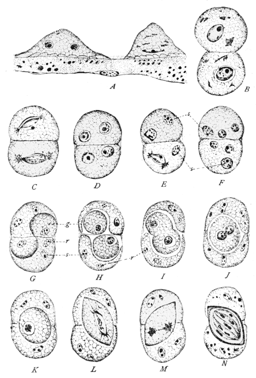 PSM V79 D582 Ophryo cystis mesnili cell reproduction sequence.png
