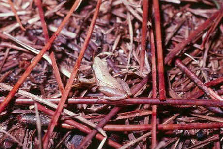 Chorus frog