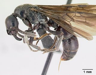 <i>Euponera</i> Genus of ants