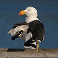 Pacific gull