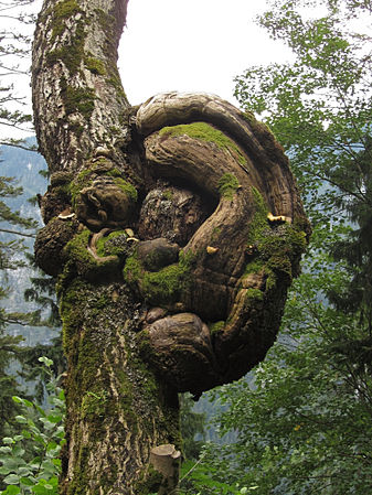 Ohrwaschlbaum im Naturdenkmal Wasserlochklamm in Palfau Duke of W4