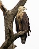 Pallas's Fish Eagle ( Haliaeetus leucoryphus) 2.jpg