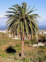 Miniatura para Phoenix canariensis