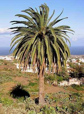 Datlovník na Kanárských ostrovech (Phoenix canariensis)