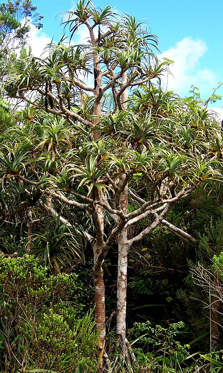 Pandanus montanus habit (cropped).JPG