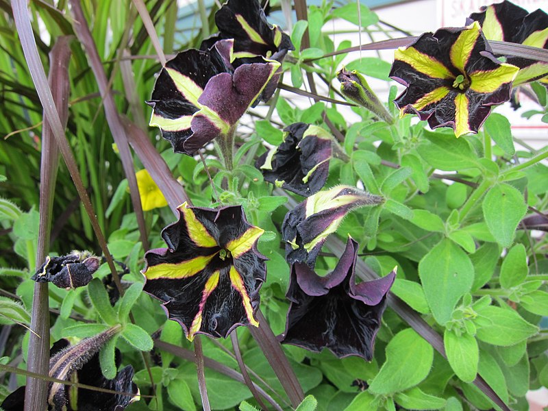 File:Pansies at Hurlock Station - panoramio.jpg