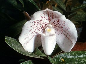 Kuvan kuvaus Paphiopedilum bellatulum Orchi 01.jpg