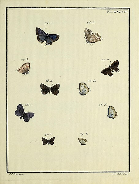 File:Papillons d'Europe, peints d'après nature.PlateXXXVII.jpg