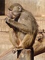 Pavián babuin
