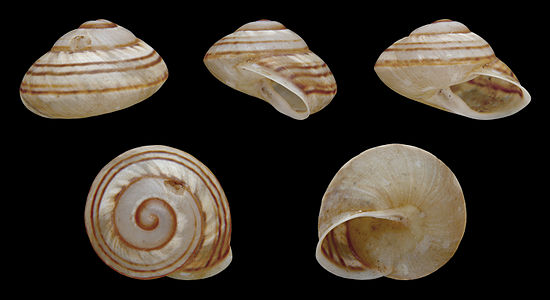 Papuina lufensis