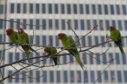 Feral red-masked parakeets in San Francisco