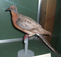 Passengerpigeon-cropped.jpg