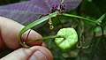 Passiflora misera Kunth (15940676865).jpg