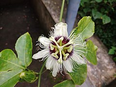 Passion Fruit Flower 2.jpg