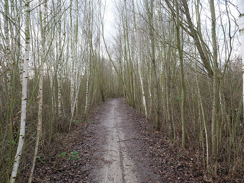 File:Path in the succession area at Alter Flugplatz Frankfurt 11.jpg