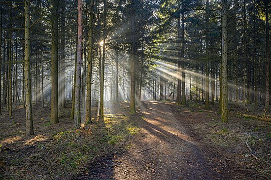 Đỉnh Eichberg (Paudorf, Dunkelsteinerwald) gần như hoàn toàn được rừng bao phủ. Hình: Isiwal