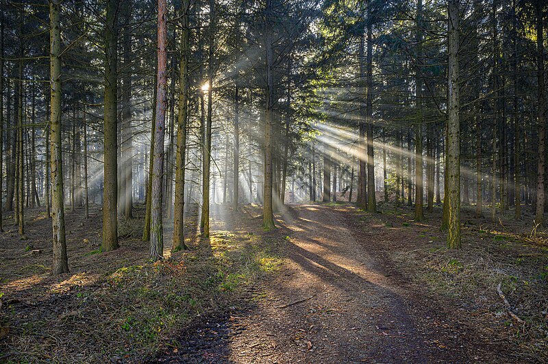 File:Paudorf Waldweg am Eichberg-4927.jpg