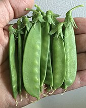 Handful of pea pods for a stir fry Peas for stir fry.jpg