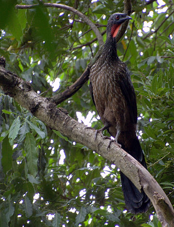 Tamnonogi guan