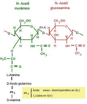 Estructura molecular del Peptidoglucano