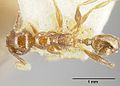 Pheidole Diana jtlc000014083 dorsal 1. jpg