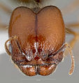 Pheidole psammophila casent0005767 head 1. jpg